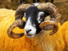 Schottland - Sheep - Long Horns