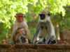 Sri Lanka - Monkeys - Patchwork Family