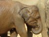 Sri Lanka - Elephant - Wet