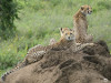 Tanzania - Cheetahs - Lookout