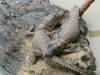 Tanzania - Crocodiles - Twins