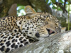 Tanzania - Leopard - Sleeping