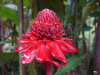 São Tomé und Príncipe - Ginger Flower - Red