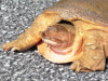 United States - Turtle - Nose