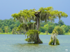 USA - Lousiana/Lake Martin - Spanish Moss